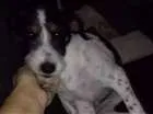 Cachorro raça Mestiça idade 2 a 6 meses nome Wend