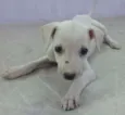 Lola