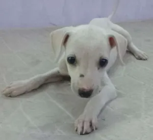 Cachorro raça Sem Raça  idade 2 a 6 meses nome Lola