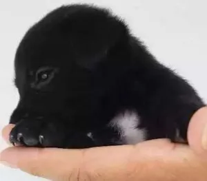 Cachorro raça  idade Abaixo de 2 meses nome A definir