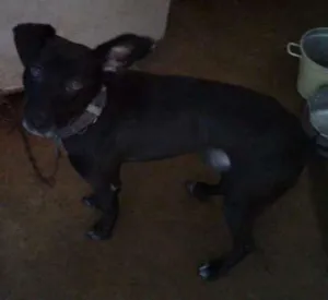 Cachorro raça Vira lata idade 4 anos nome Eros