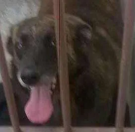 Cachorro raça SRD idade 4 anos nome Jade