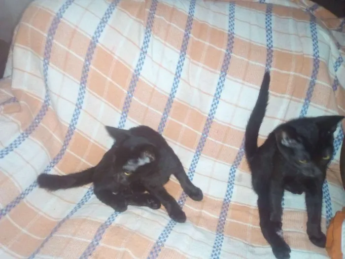 Gato ra a gato idade 2 a 6 meses nome não tem