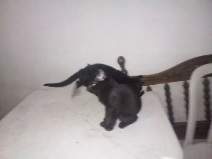 Gato ra a gato idade 2 a 6 meses nome não tem