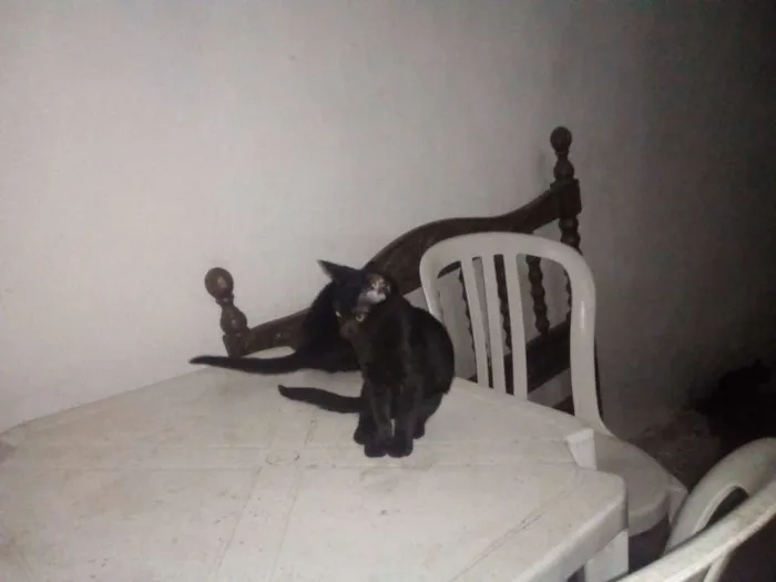 Gato ra a gato idade 2 a 6 meses nome não tem