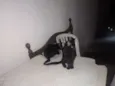 não tem