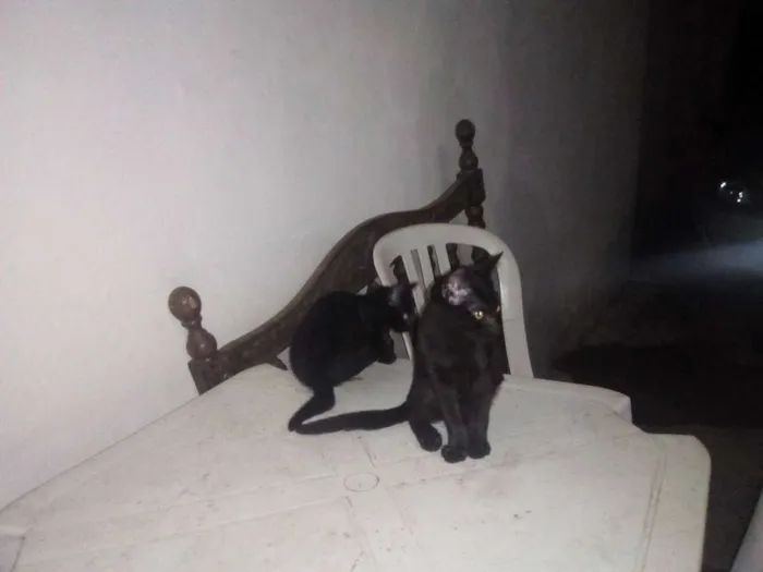 Gato ra a gato idade 2 a 6 meses nome não tem
