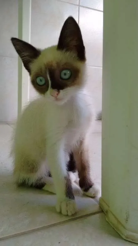 Gato ra a Mestico idade 2 a 6 meses nome Cristal