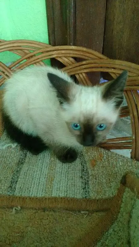 Gato ra a mestiço idade 2 a 6 meses nome Yuki