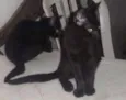 não tem