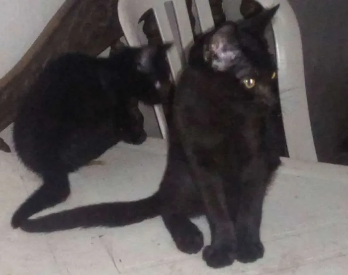 Gato ra a gato idade 2 a 6 meses nome não tem