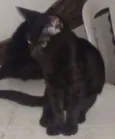 não tem