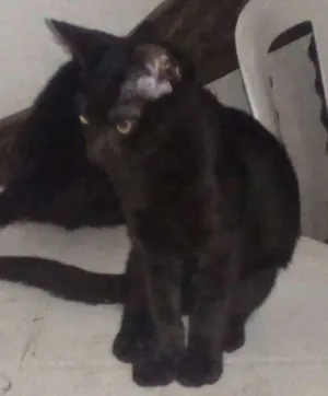 Gato raça gato idade 2 a 6 meses nome não tem