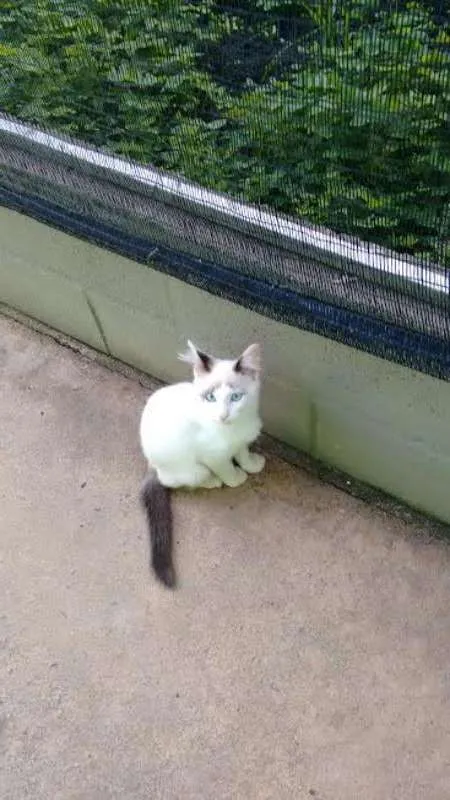 Gato ra a mestiço idade 2 a 6 meses nome Snow