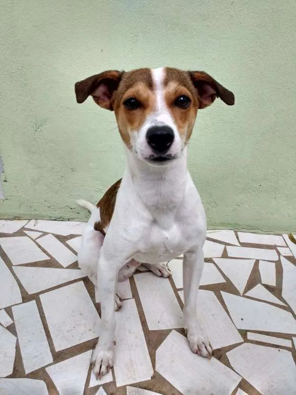 Cachorro raça SRD idade 1 ano nome Mailon