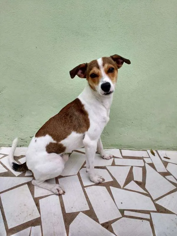 Cachorro raça SRD idade 1 ano nome Mailon