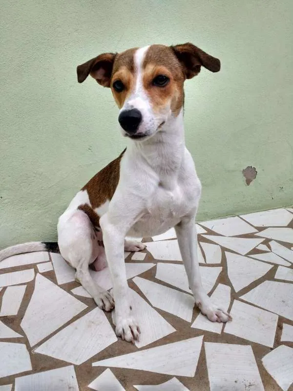 Cachorro raça SRD idade 1 ano nome Mailon