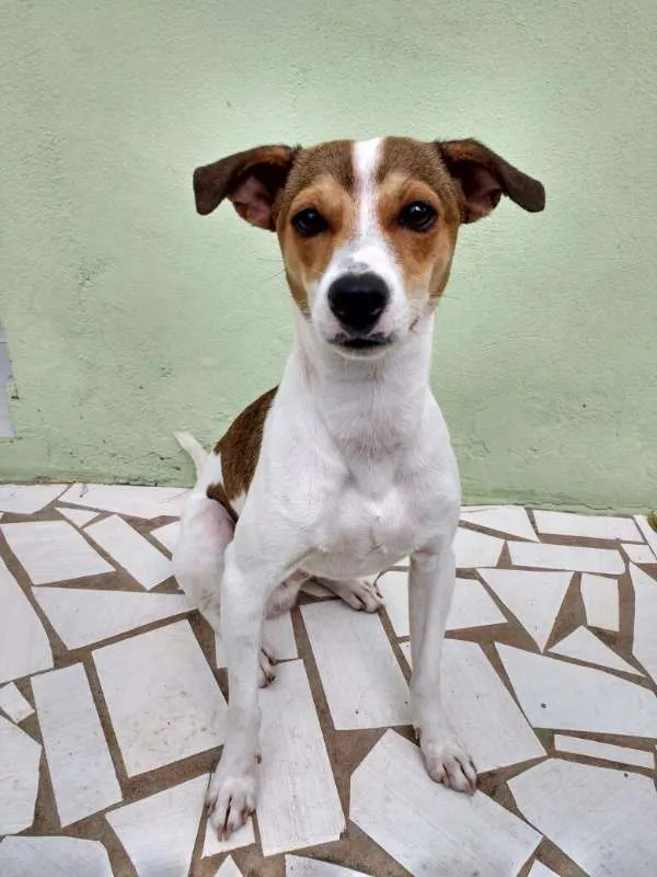 Cachorro raça SRD idade 1 ano nome Mailon