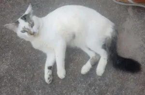Gato raça Indefinida idade 1 ano nome Raposa
