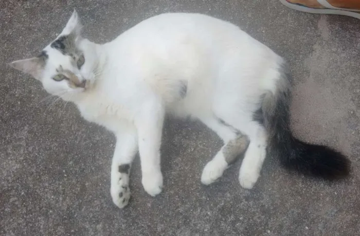 Gato ra a Indefinida idade 1 ano nome Raposa
