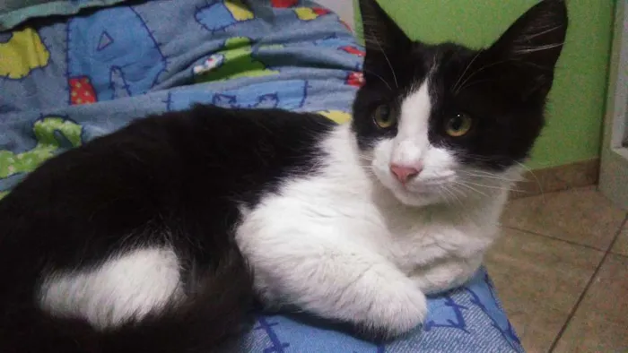 Gato ra a Vira-lata idade 2 a 6 meses nome Bolota