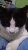 Bolota