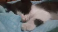 Bolota