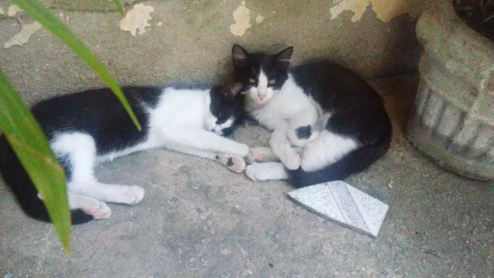Gato ra a Vira-lata idade 2 a 6 meses nome Bolota
