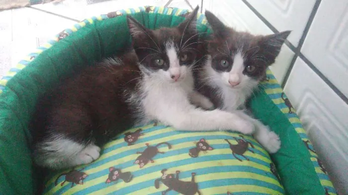 Gato ra a Vira-lata idade 2 a 6 meses nome Bartolomeia