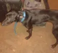 pretinha