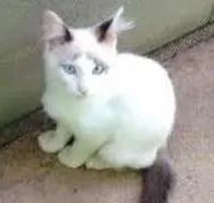 Gato ra a mestiço idade 2 a 6 meses nome Snow