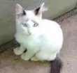 Gato raça mestiço idade 2 a 6 meses nome Snow