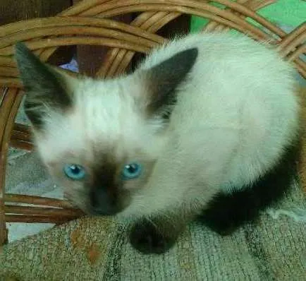 Gato ra a mestiço idade 2 a 6 meses nome Yuki