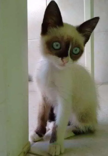 Gato ra a Mestico idade 2 a 6 meses nome Cristal