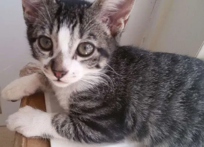 Gato ra a RND idade 2 a 6 meses nome Gatinha