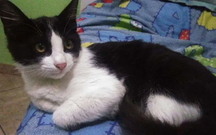 Gato ra a Vira-lata idade 2 a 6 meses nome Bolota