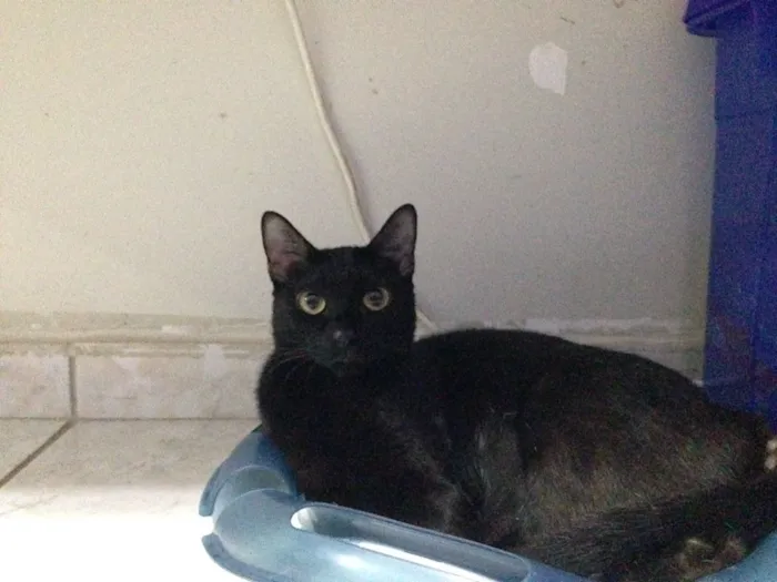 Gato ra a SRD idade 1 ano nome Dara