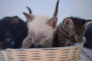 Gato raça Sem raça definida idade Abaixo de 2 meses nome Slash, Flor e Tigre