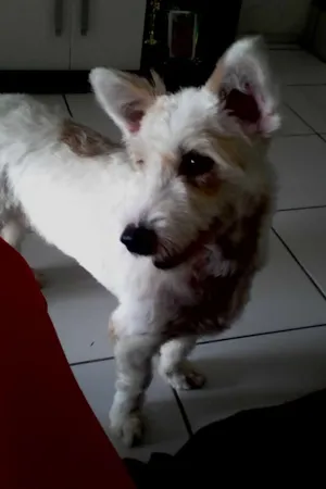 Cachorro raça Indefinida idade 7 a 11 meses nome Hana