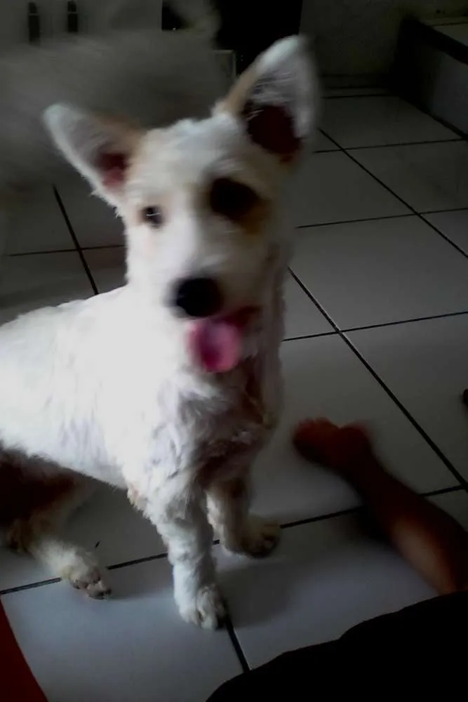Cachorro ra a Indefinida idade 7 a 11 meses nome Hana