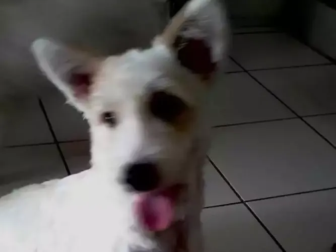 Cachorro ra a Indefinida idade 7 a 11 meses nome Hana