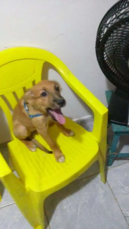 Cachorro ra a Vira-Lata idade 2 a 6 meses nome Samanta