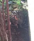 Desconhecido