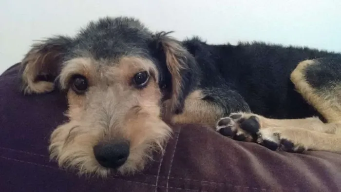 Cachorro ra a SRD idade 7 a 11 meses nome Rabito