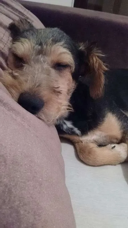 Cachorro ra a SRD idade 7 a 11 meses nome Rabito