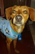 Papi