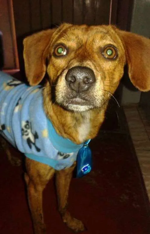 Cachorro ra a vira lata idade 2 anos nome Papi