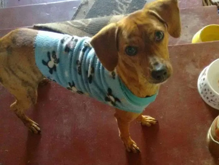 Cachorro ra a vira lata idade 2 anos nome Papi