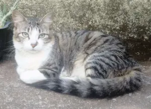 Gato raça Indefinida idade 1 ano nome Lindinha