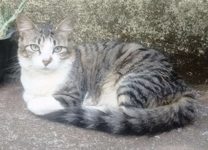 Gato ra a Indefinida idade 1 ano nome Lindinha